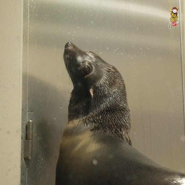 Maxell Aqua Park Shinagawa Aquarium Tokyo