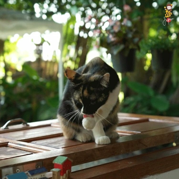 จังหวัดเชียงใหม่