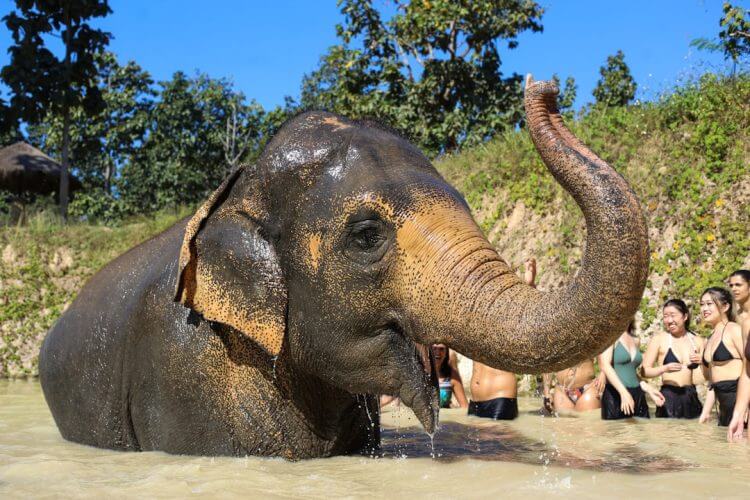 A group of people watching an elephant in the water