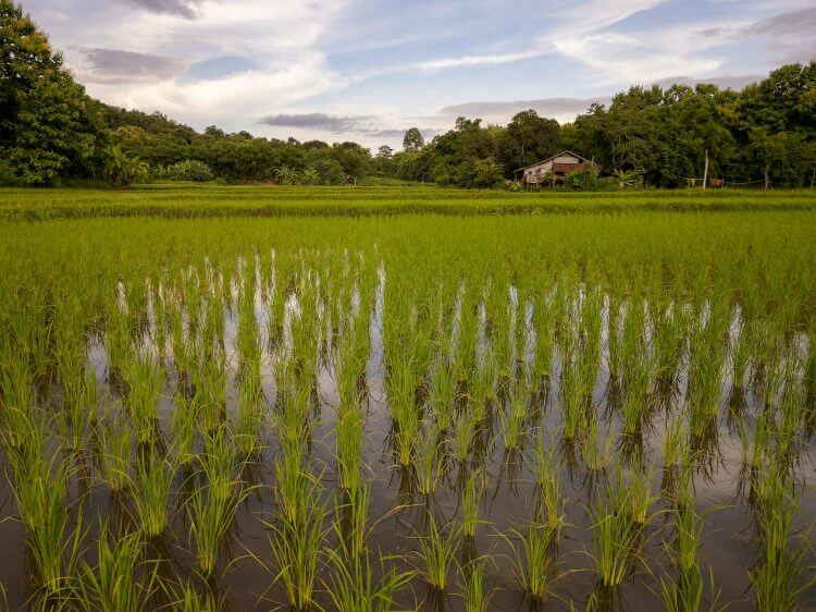 Lush green rice fields in Nai Mueang, Thailand, under a vibrant sky.