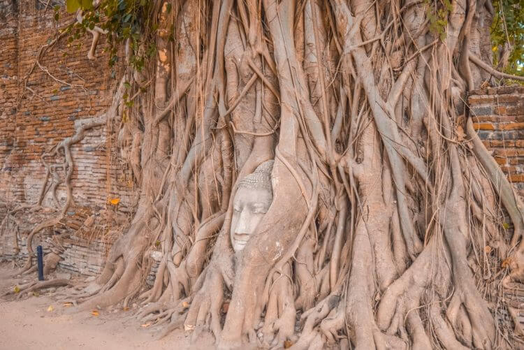 brown tree trunk on brown sand