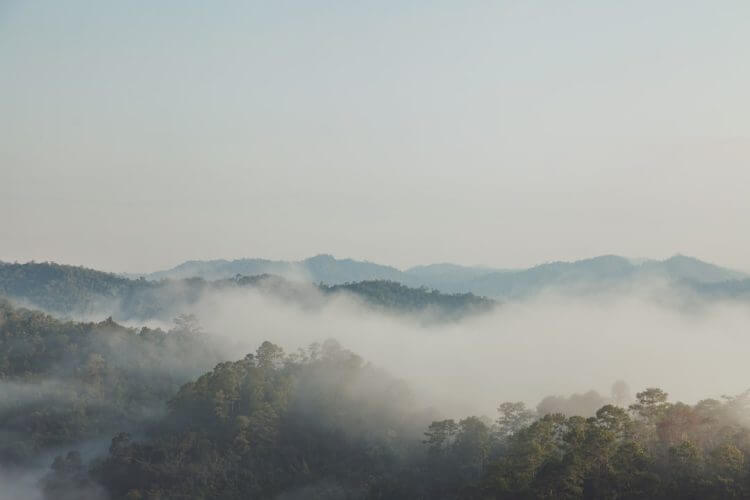 Misty mountains covered in lush green trees