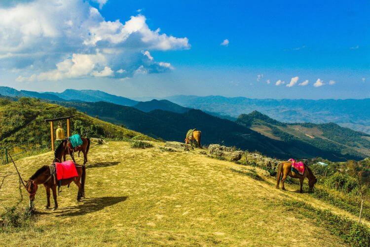 Horses grazing on a grassy hill with a breathtaking view of Thai mountains under a blue sky.