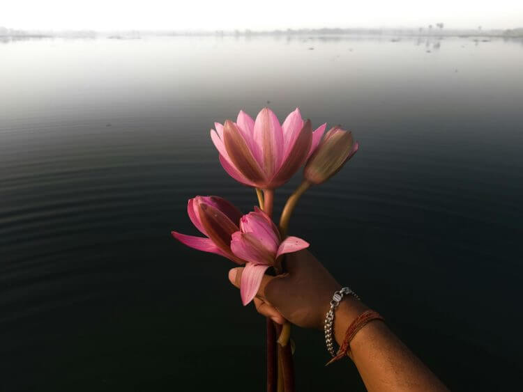 A serene image of a hand holding vibrant pink lotus flowers over a calm lake, evoking tranquility.