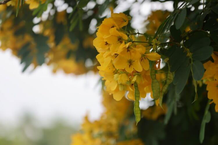 a close up of a yellow flower