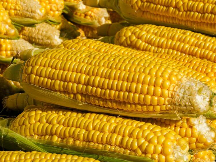 Bright yellow corn cobs stacked at an outdoor market, showcasing vibrant freshness.