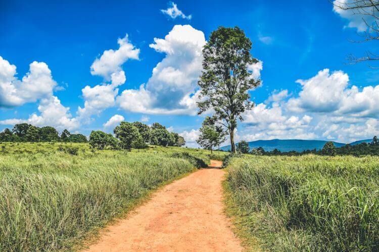 A dirt path leads through a lush green field.