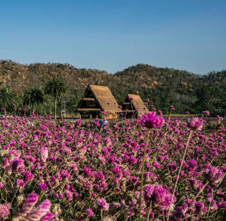 A scenic view of straw huts surrounded by vibrant pink flowers in the Thai countryside.