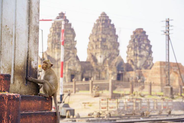 A monkey clings to a post with ancient Thai temple ruins in the background.