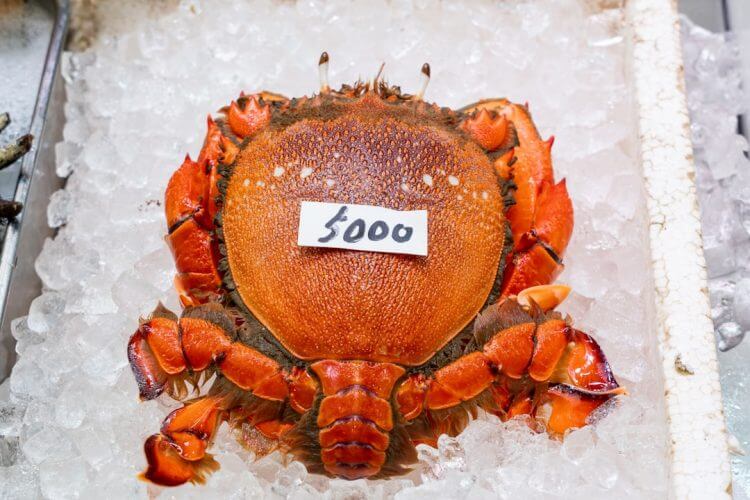 A large reddish-orange crab with a price tag on ice.